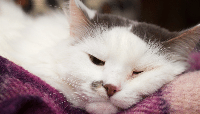 white cat falling asleeping