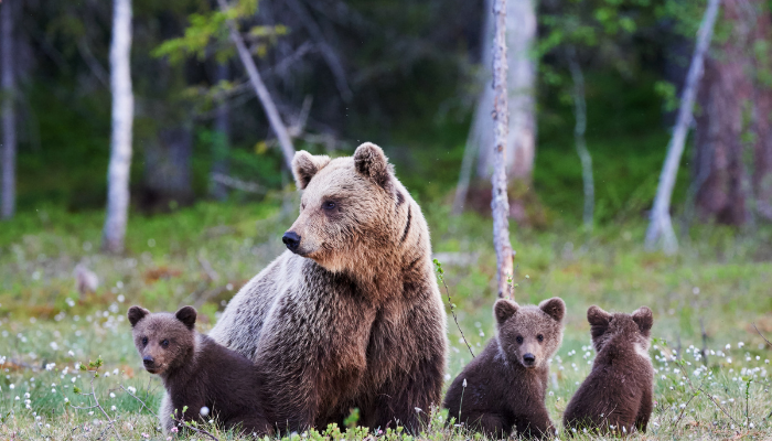 What Does it Mean If You Dream About a Bear?