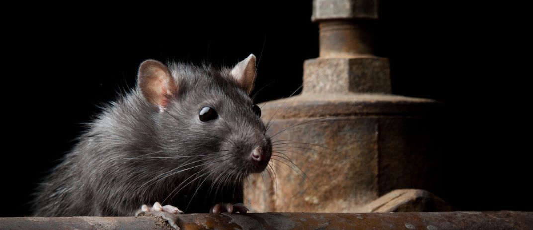 What Does It Mean If You Dream about Rats?