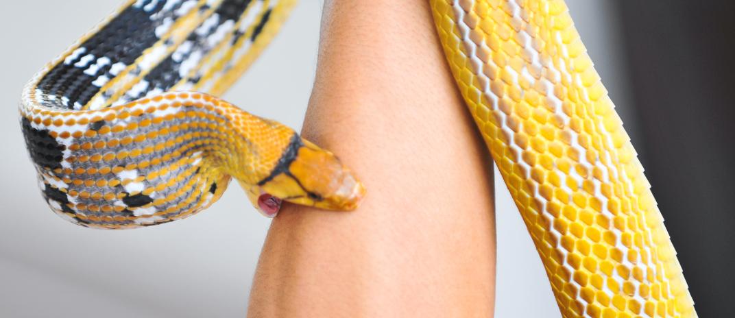 What Does it Mean If You Dream About Snake Bite?