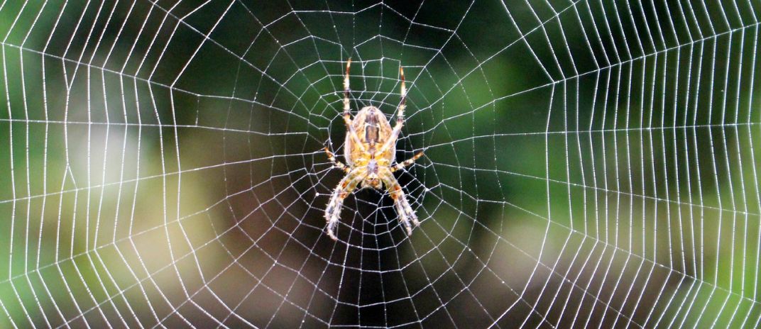 What Does It Mean When You Have Dreams About Spiders?