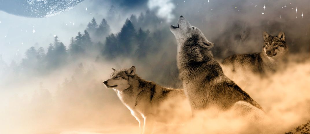 What Does It Mean When You Dream about Wolves?