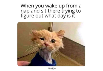 30+ Funny Waking Up Memes That Will Brighten Your Day (2024)