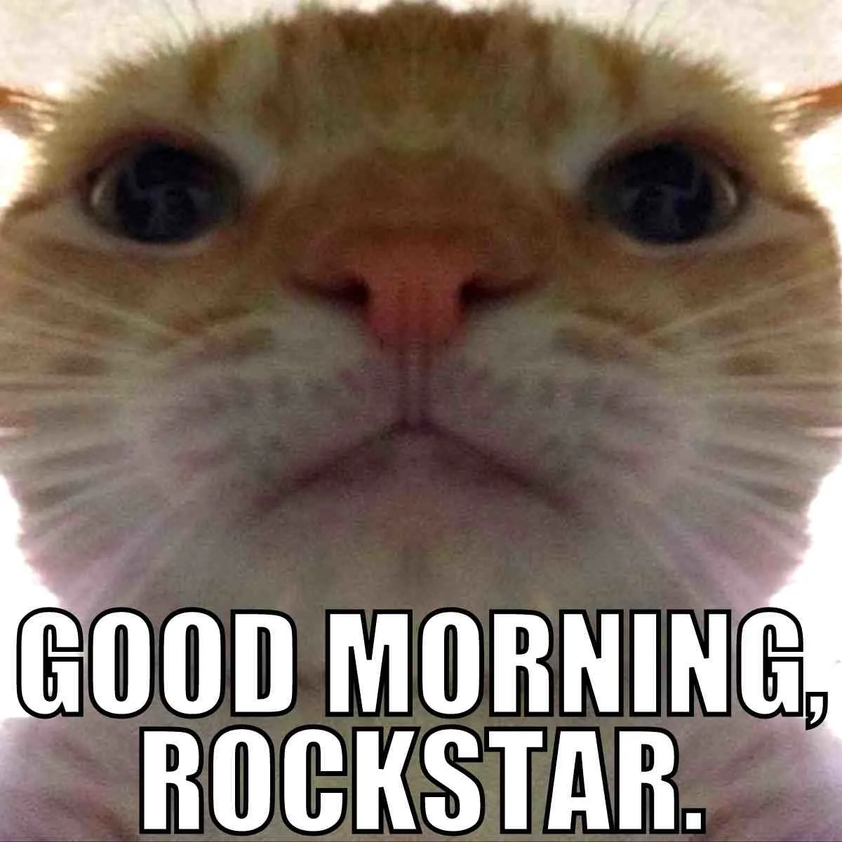 good morning rockstar you're awesome meme