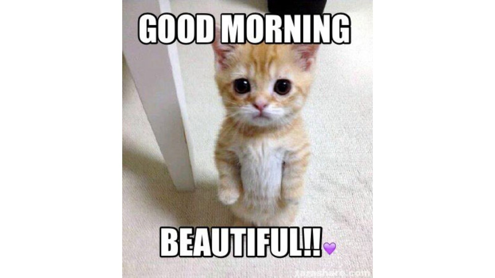 cute cat wishing you good morning beautiful meme