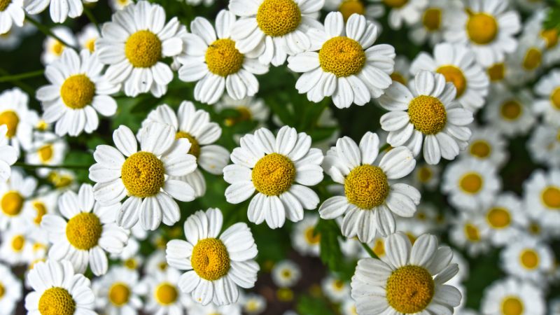 try chamomile 
home remedies for insomnia