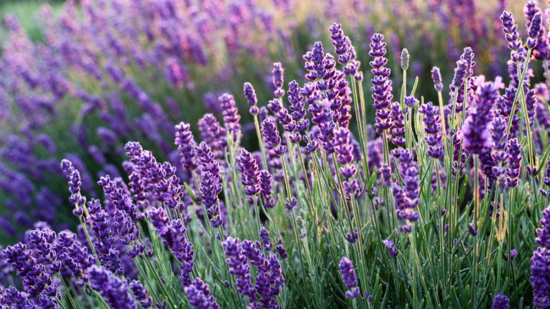 try lavender essential oil that is a natural remedy to insomnia