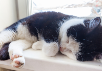 When to Put a Cat to Sleep With Hyperthyroidism?