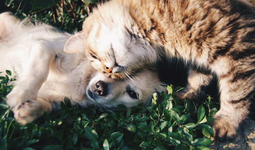 cat resting its face on top of dog face