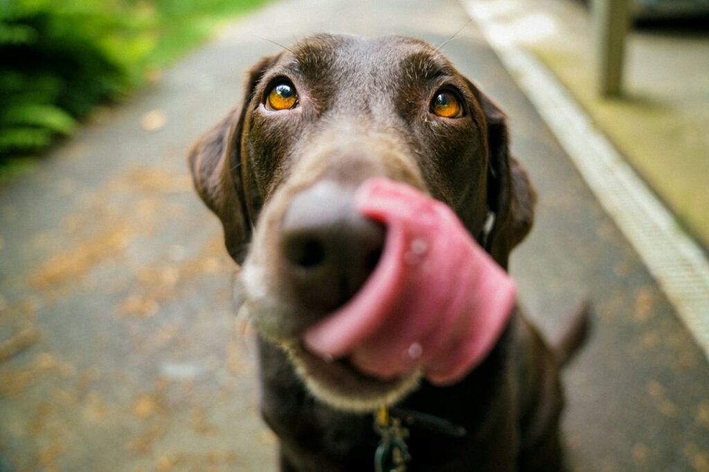  brown dog with tongue sticking out