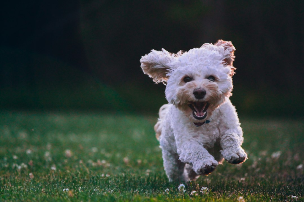 excited dog running with mouth open