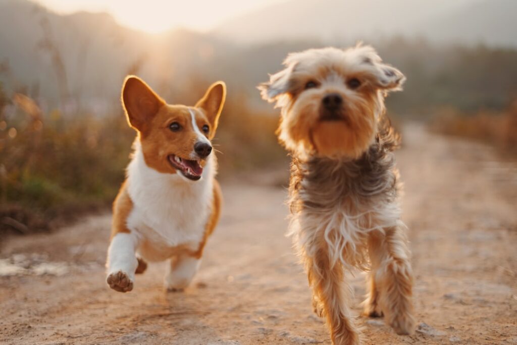 two dogs walking on the ground