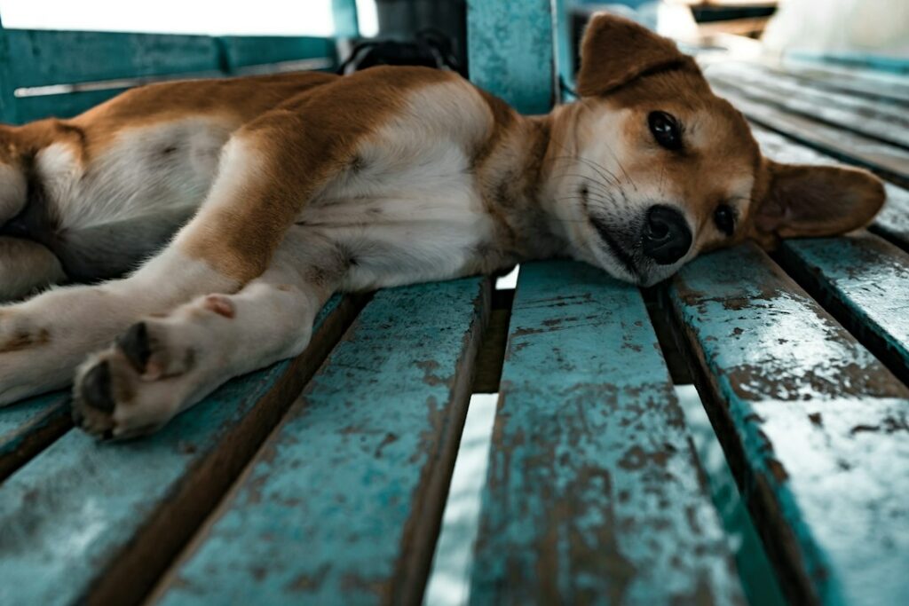 puppy lying on ground