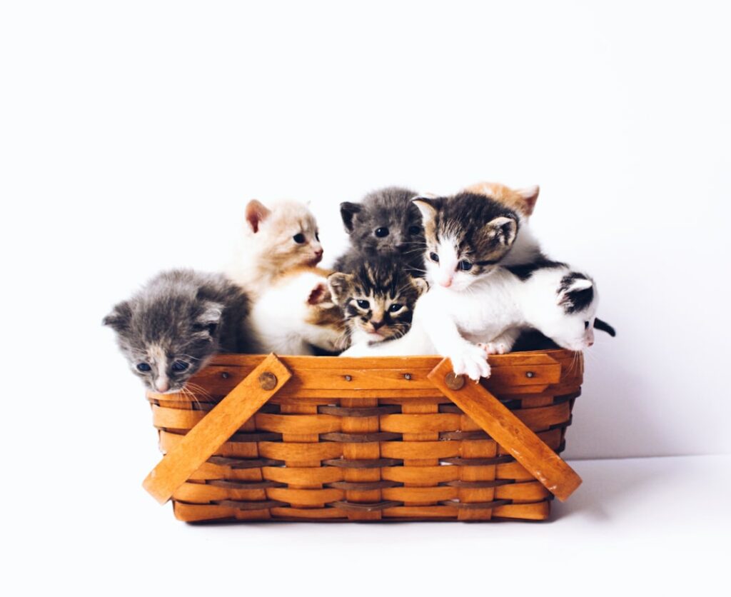 kittens in basket
