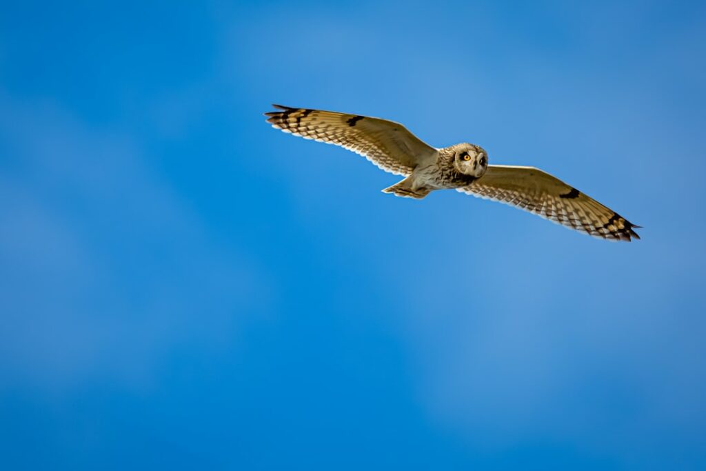 brown and white owl flying under blue sky during daytime
