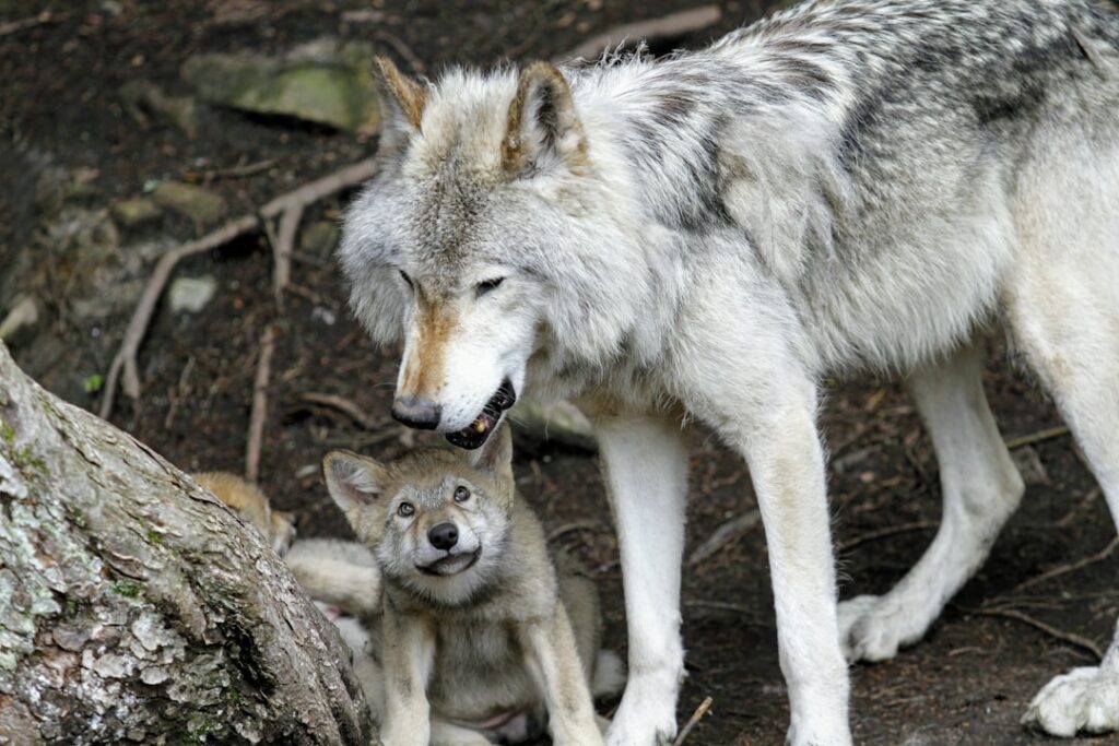 a wolf and a wolf pup