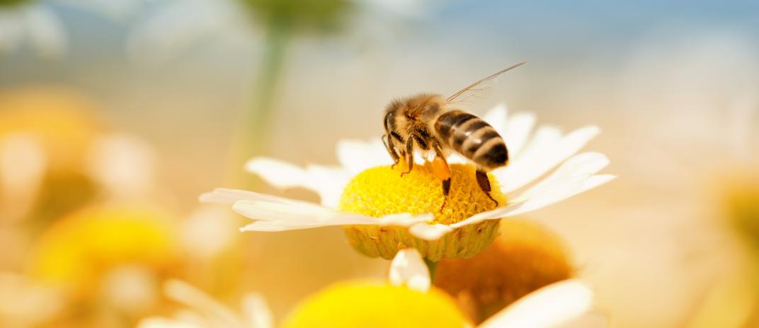 What Does It Mean If You Dream Of Bees?