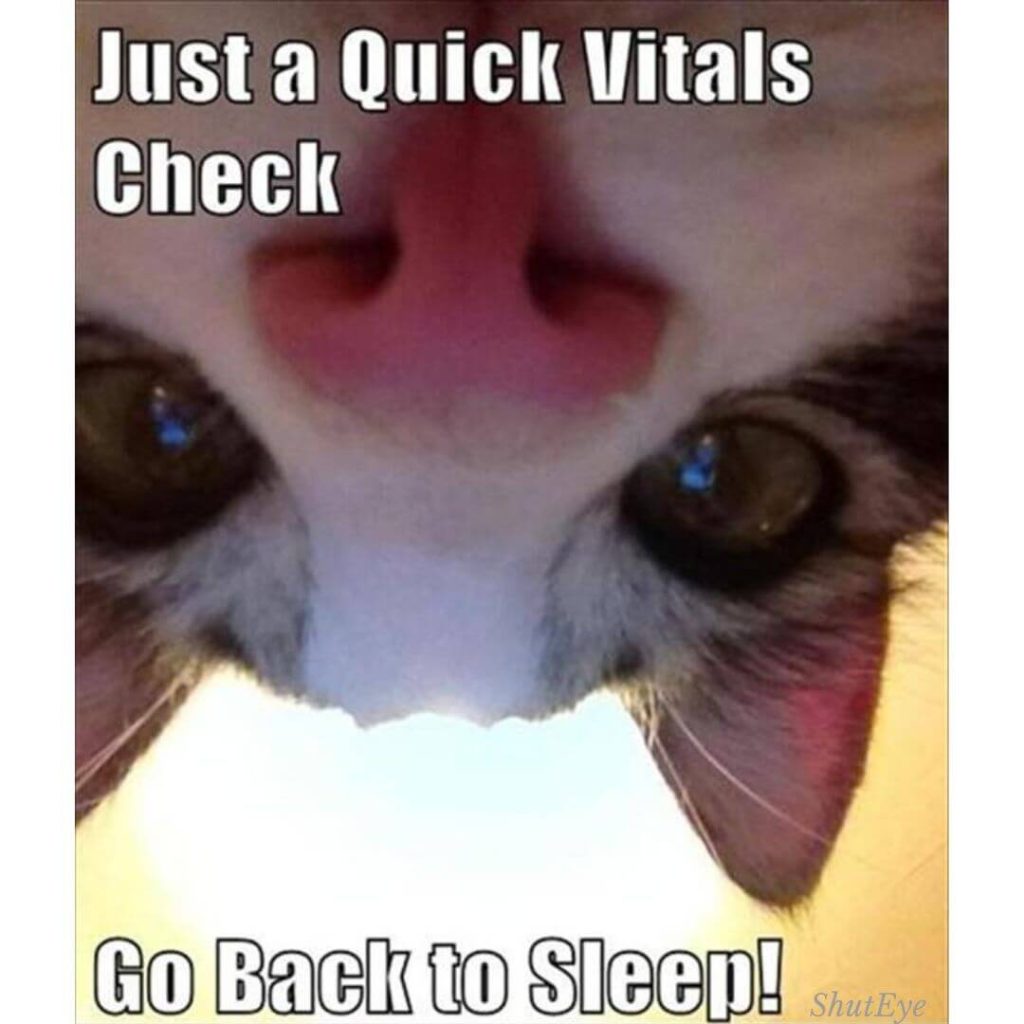 cat just a quick vitals check