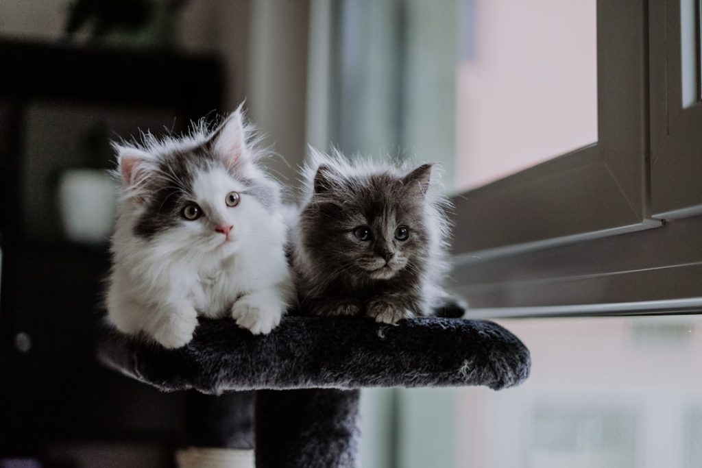 one grey kitten and one white kitten - dream of kittens meaning