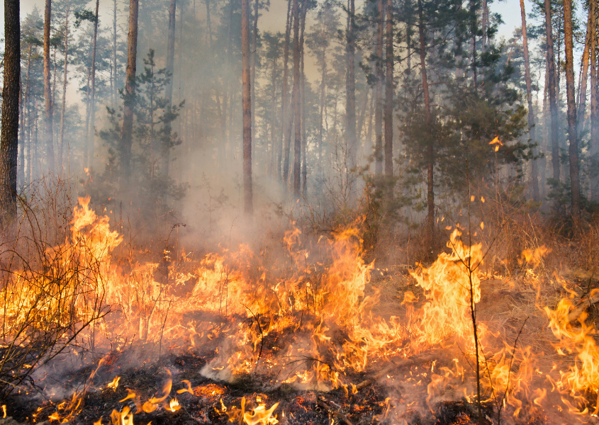 dream about standing in front of forest fire