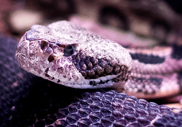 Dream About Rattlesnake: Meaning and Interpretation