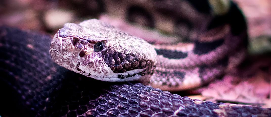 Dream About Rattlesnake: Meaning and Interpretation