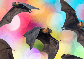 What Does it Mean to Have A Dream of Bats?