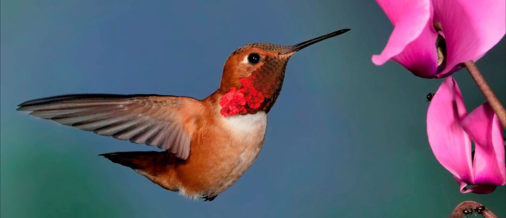 small orange and red bird flying towards a pink flower