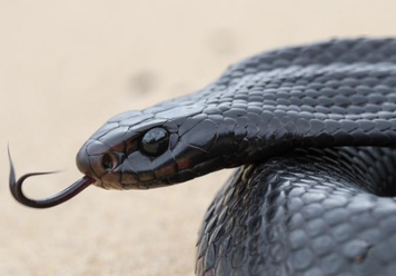 What Does It Mean If You Are Dreaming About Black Snake?