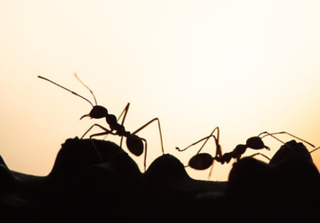 Dreaming Of Ants: What Does It Mean And How To Interpret?