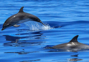 Dreaming of Dolphins: What Does Means and How to Interpret?