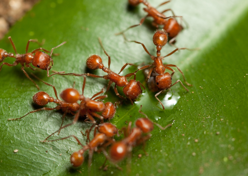 red ants close up 
dreaming of ants