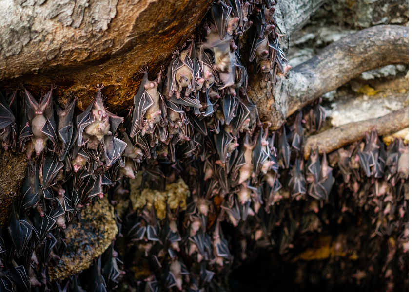 dream of bat colony