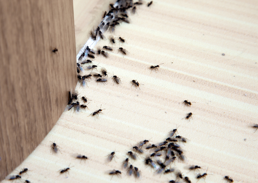 black ant crowding around together