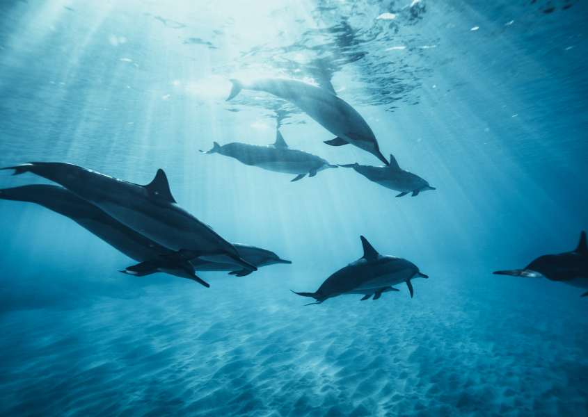 dolphins swimming underwater
dreaming of dolphins