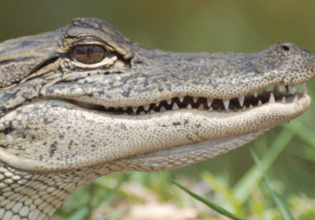 Dreams About Alligators: What Do They Mean