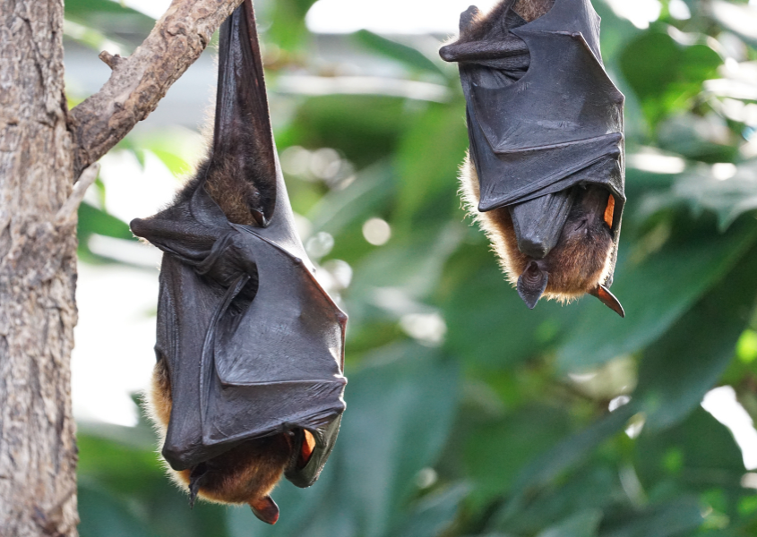 dream about bats