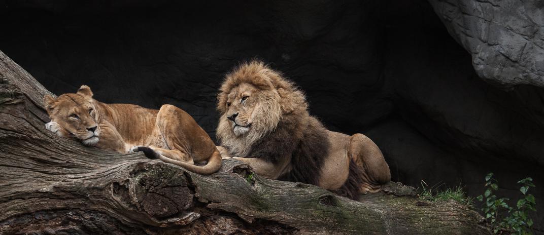 What Does It Mean to Dream About a Lion?