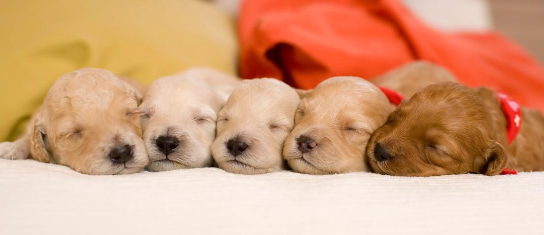 What Does It Mean If You Dream About Puppies?