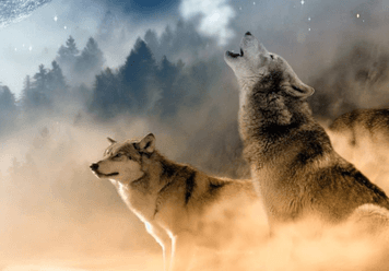 What Does It Mean When You Dream about Wolves?