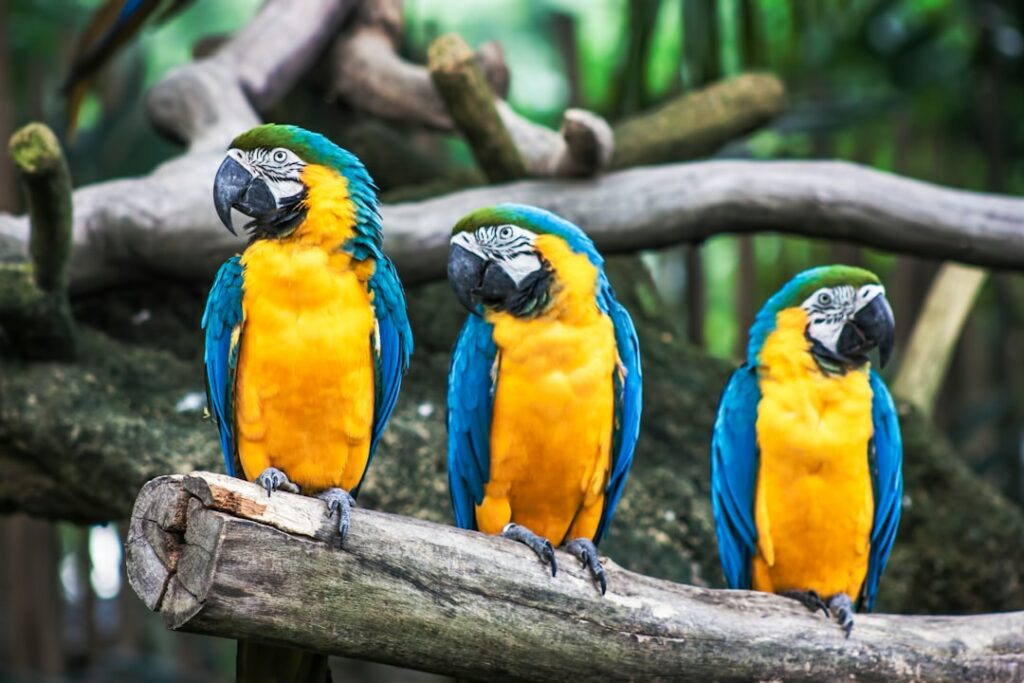 three blue-and-yellow parrots on tree branch
