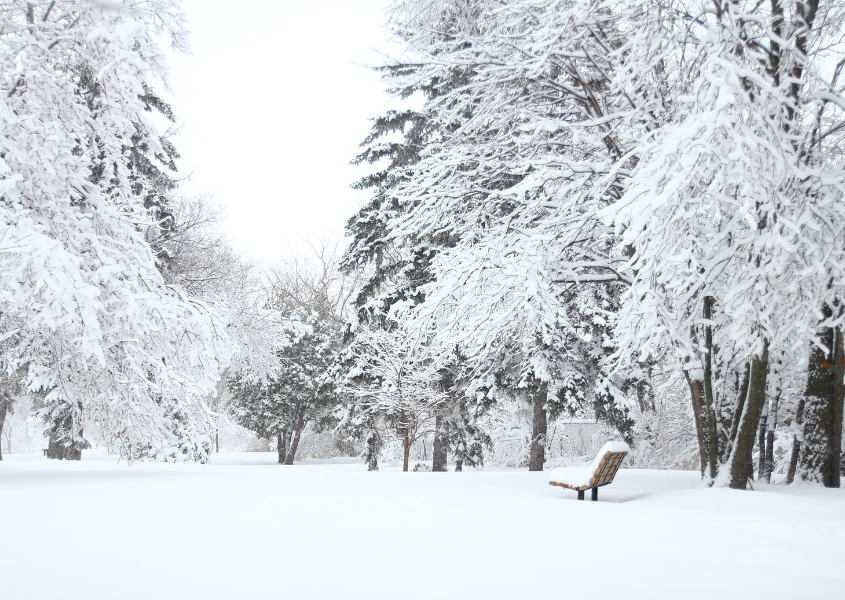 snow covering trees and ground